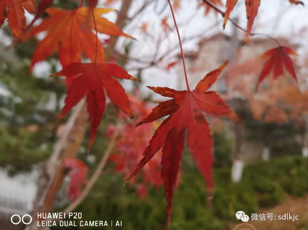 圖片.png 圖片.png